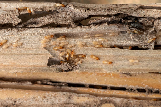 Best Pest Control Near Me  in Wetumka, OK