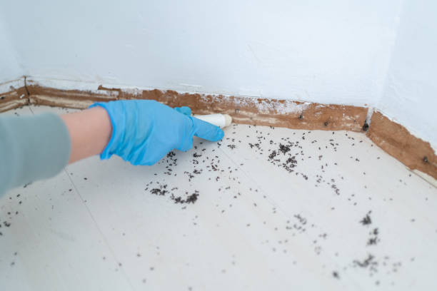 Insect Control in Wetumka, OK