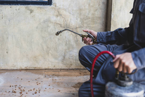 Best Local Pest Control Services  in Wetumka, OK